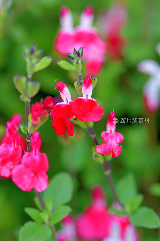 小叶鼠尾草/鼠尾草双色花，白色和红色